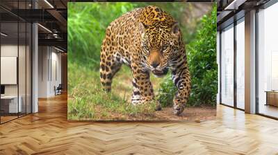 Jaguar in Amazon rain forest Wall mural