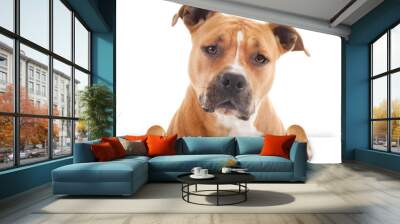 watchful dog pitbull with empty card isolated Wall mural