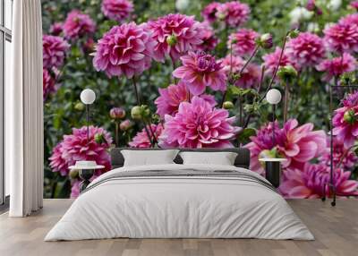 dahlia farm garden Wall mural