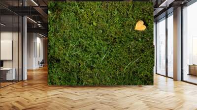 heart shaped leaf  on grass Wall mural