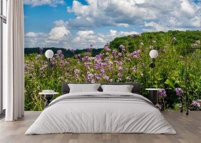 Field of purple wildflowers with a vibrant blue sky filled with white clouds in the background in the spring in Southwestern Pennsylvania.  Dame’s Rocket in nature. Wall mural