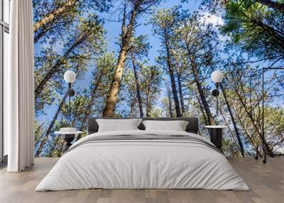 Low angle shot of tall trees in the forest on a blue sky background Wall mural