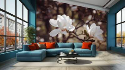 two flowers of white magnolia tree Wall mural