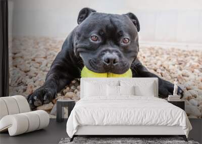 Staffordshire Bull Terrier dog holding two tennis balls in his mouth. He is lying on the ground looking at the camera with his paws stretched out in front. He looks funny. Wall mural