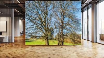 Two impressive oak trees with no leaves in the sunshine surronded by green grass Wall mural