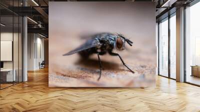 Super Macro House Fly Eyes Wall mural