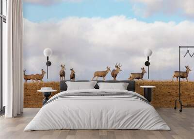 Mule deer in a field Wall mural