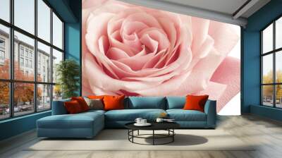 pink rose closeup Wall mural