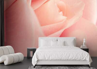 pink rose with selective focus background Wall mural