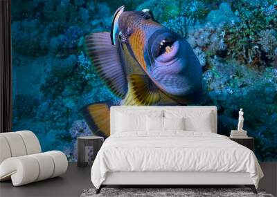 Trigger fish Wall mural