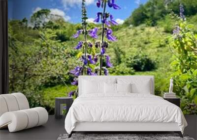 view of wild flowers with purple bells in a natural green environment of Guadeloupe in the French West Indies on a sunny day
 Wall mural