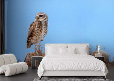 A little owl in the desert of Arizona.  Wall mural