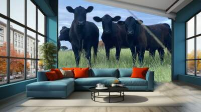 Black Angus Cows in Field of Grass Wall mural