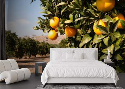 Raw Food Fruit Oranges Ripening Agriculture Farm Orange Grove Wall mural