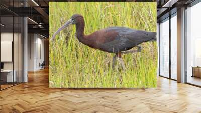 Close up of an adult Glossy Ibis Wall mural