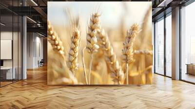 Close-up of wheat spikes ripening in rural field Wall mural