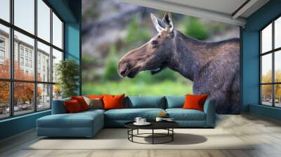 Female Cow Moose, Rocky Mountain national Park, Colorado.  Wall mural