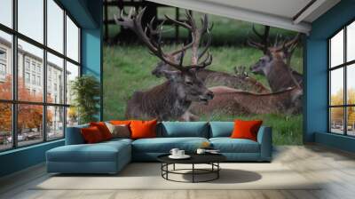 Portrait of  an male fallow deer with large antlers, in Tatton Park, Cheshire, UK Wall mural