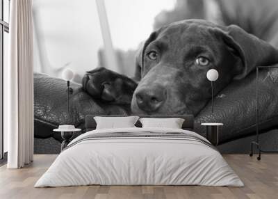 weimaraner x Doberman Wall mural