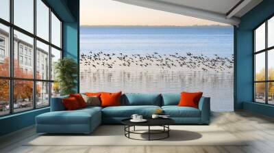 A flock of birds flying over the sea with reflection in water Wall mural