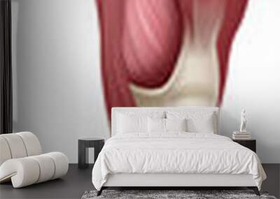 Leg Muscles Human Muscle Medical Anatomy Diagram Wall mural