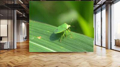 Stink bug on the green leaf, The green stink bug is an insect in the blur background farm. Wall mural