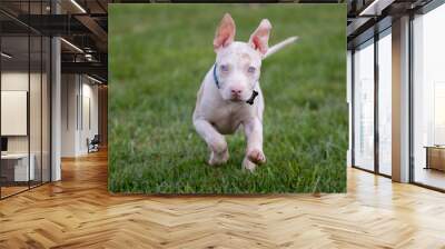 Adorable deaf albino  puppy running toward the camera Wall mural