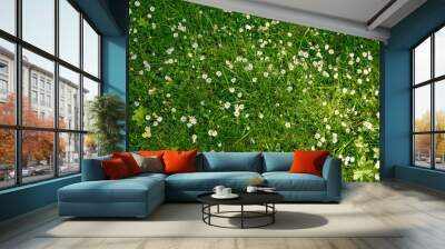 daisy flowers in a lush grass Wall mural