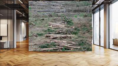 Freshly felled trees in the Thuringian Forest, Germany Wall mural