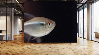 Head of a black neon tetra (Hyphessobrycon herbertaxelrodi) Wall mural