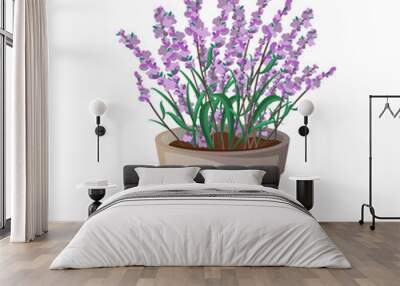 Lavender flower herb in a pot isolated on white. Wall mural