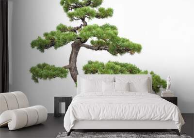 bonsai tree of pine Wall mural