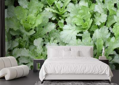 crown daisy vegetable Wall mural