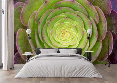 succulent plant closeup Wall mural