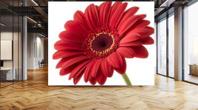 A vibrant red gerbera daisy with delicate petals and a contrasting center, showcasing natural beauty. Wall mural