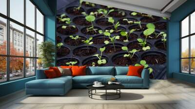 Baby fresh green vegetable growing ,organic salad, vegetable in the black plastic tray , growning  vegetable out door. Wall mural