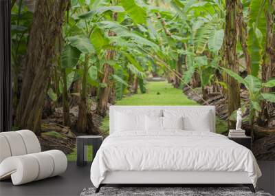 banana tree Wall mural