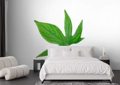 Details of a sweet potato  (Ipomoea batatas)  leaf in summertime Wall mural