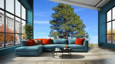 Pinus brutia, commonly known as the Turkish pine, is a species of pine native to the eastern Mediterranean region. Wall mural