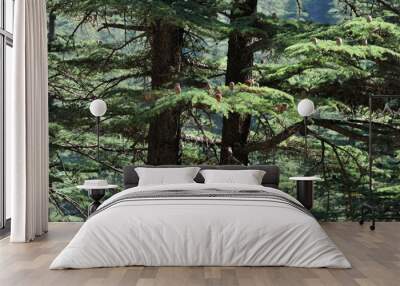 View of the stems and branches of two Taurus cedar (Cedrus libani) trees in a dense forest. Wall mural