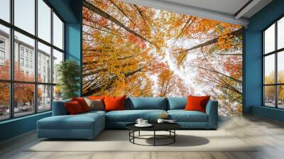 colors of fall, fall tree canopies, Autumn forest scene,fall background Wall mural