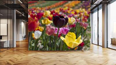 Field of tulips in Haymarket, Virginia. Wall mural