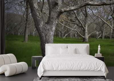 Woods with lush green grass on Chappaquiddick Wall mural