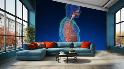 3d human lung inside human body with its parts visible. Medically accurate human lungs. Wall mural