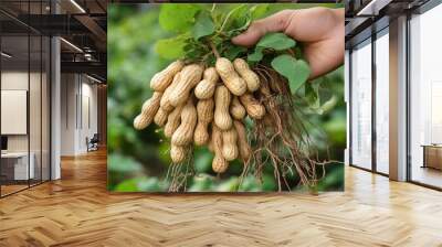 A farmer's hand holding freshly harvested peanuts, still attached to the roots, symbolizing natural agriculture. Wall mural