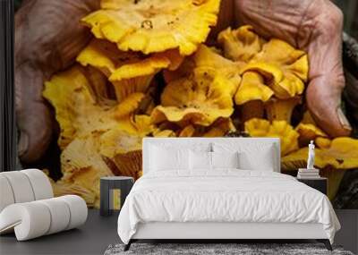 Golden chanterelle mushrooms being picked in a forest by a forager. Wall mural