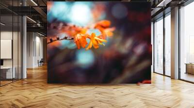 Closeup of a beautiful orange flower with bokeh effect Wall mural