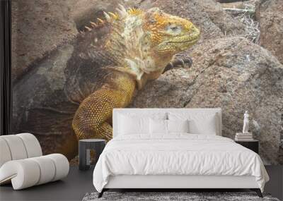 Iguane marin  Wall mural