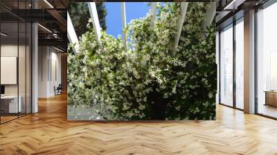 Beautiful white lush clematis branches on a white wooden trellis climbing against the blue sky on a Sunny summer day in the garden Wall mural