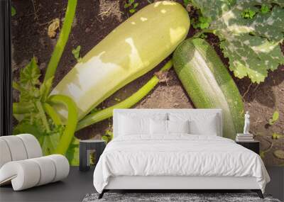 Two large zucchini on a bush in the garden, dark green and light green zucchini on the soil Wall mural